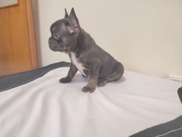Francia bulldog