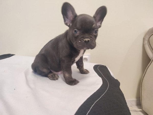 Francia bulldog