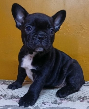 Francia bulldog