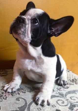 Francia bulldog