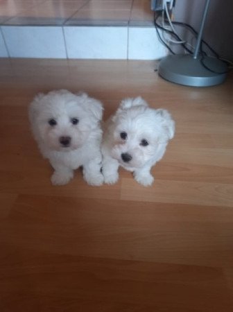 bichon havanese