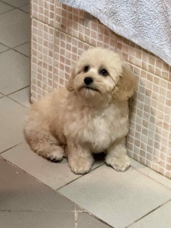 Maltipoo Maltai selyem es uszkar