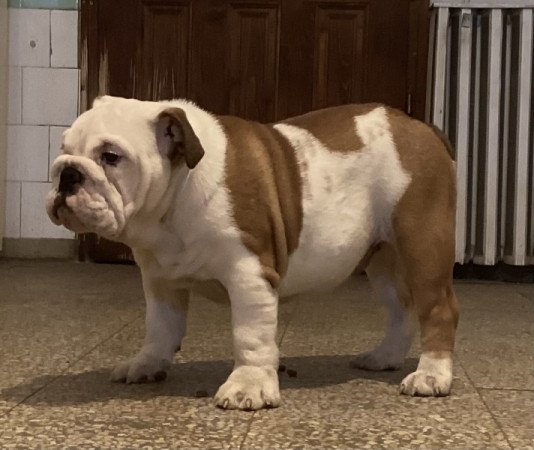 Angol Bulldog