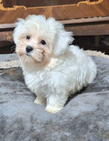 Bichon havanese.