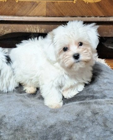 Bichon havanese.