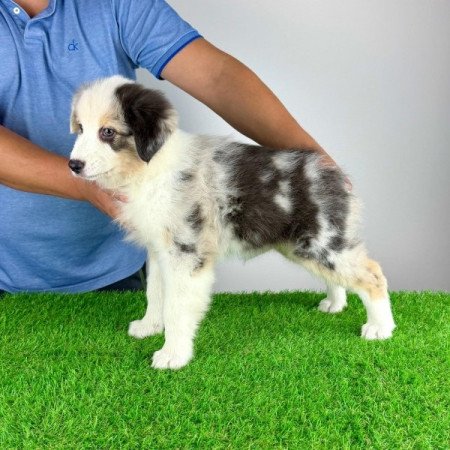 Ausztrál juhászkutya