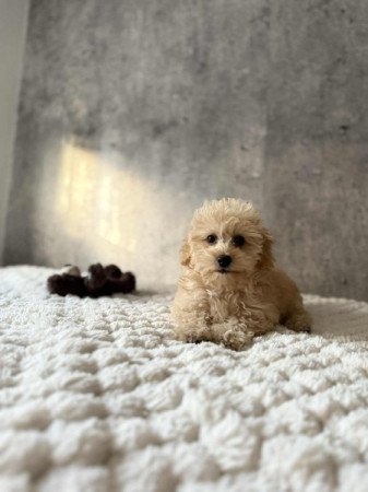 Maltipoo Maltai selyem es uszkar