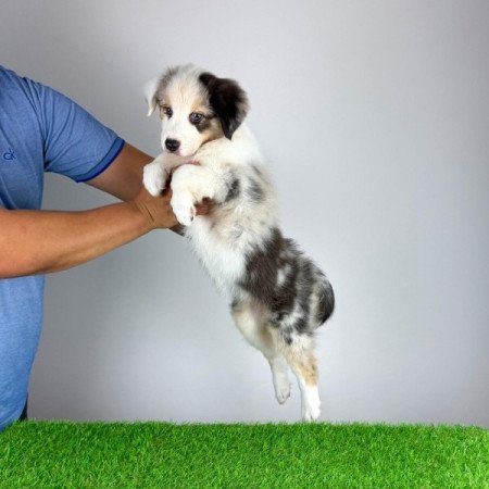 Ausztrál juhászkutya