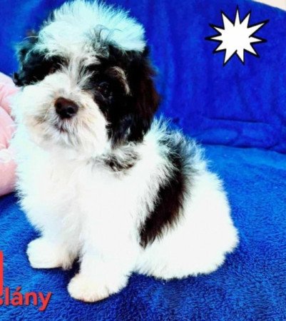 Bichon havanese