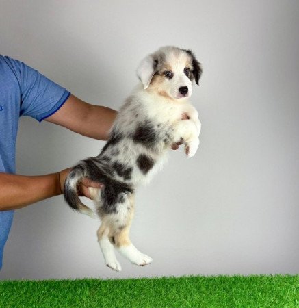 Ausztrál juhászkutya