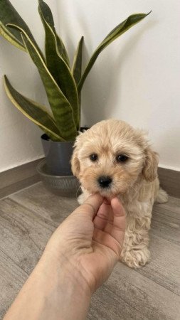 Maltipoo maltai es torpe uszkar