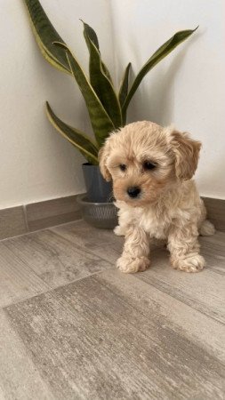 Maltipoo maltai es torpe uszkar