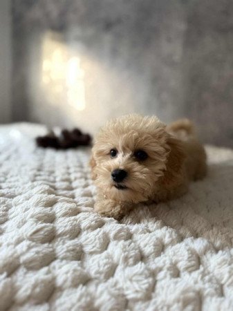 Maltipoo Maltai selyem es uszkar