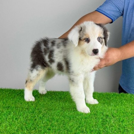 Ausztrál juhászkutya