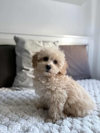 Maltipoo Maltai selyem es uszkar