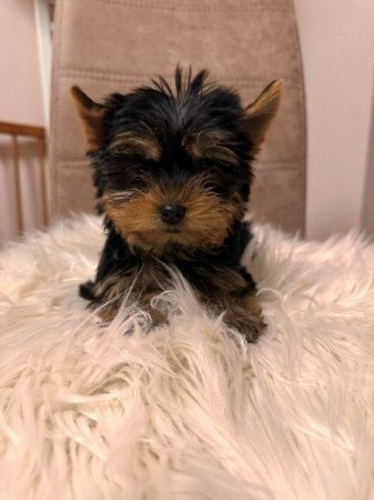 Mini és extra mini Yorkshire terrier