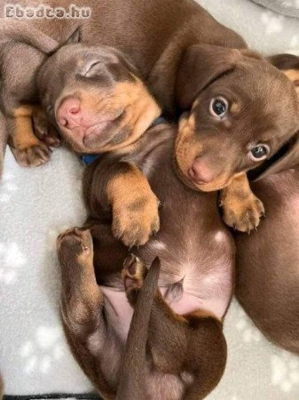 Törpe tacskó kölykök