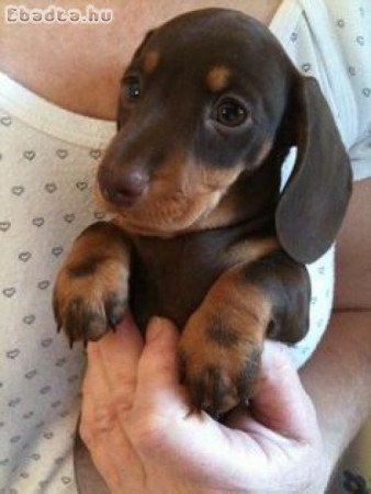 Törpe tacskó kölykök