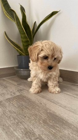 Maltipoo maltai es torpe uszkar