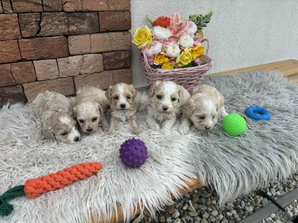Maltipoo