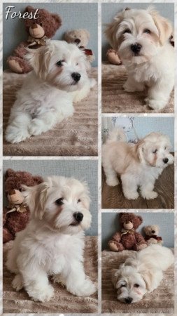 Bichon havanese