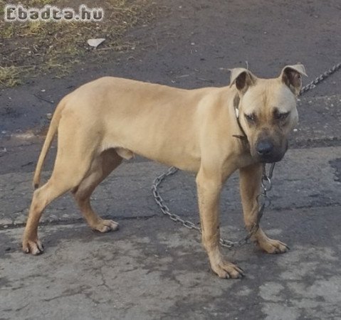 American pi bull terrier