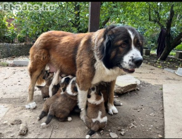 Moszkvai őrkutya babák gazdit keresnek