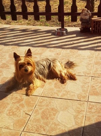 Yorkshire terrier