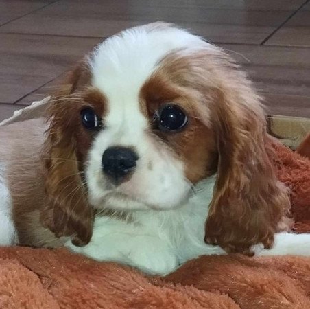 Cavalier king spaniel