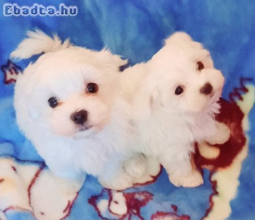 Gyönyörűszép  Bichon Havanese kiskutyák eladók