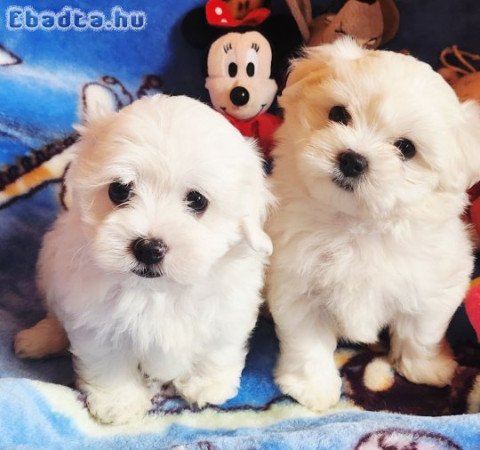 Gyönyörűszép  Bichon Havanese kiskutyák eladók