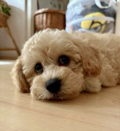 Maltipoo