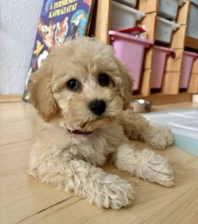 Maltipoo