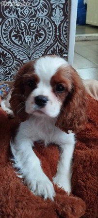 Cavalier king spaniel