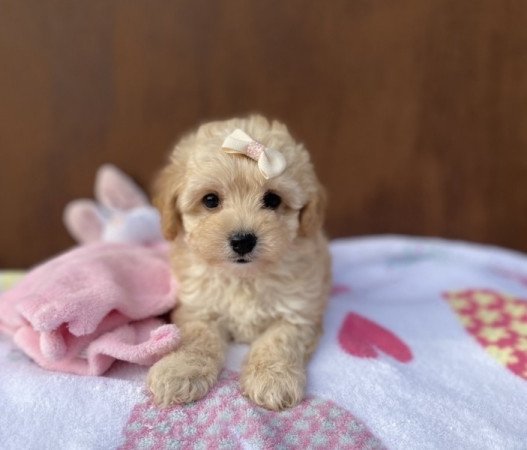 Maltipoo maltipoo uszkar