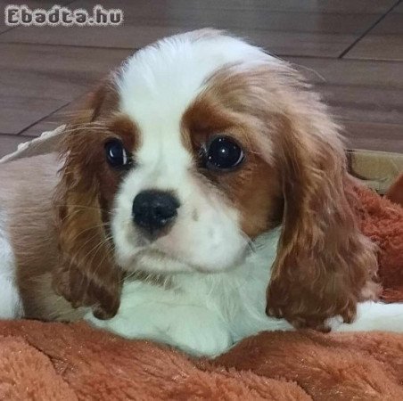 Cavalier king spaniel