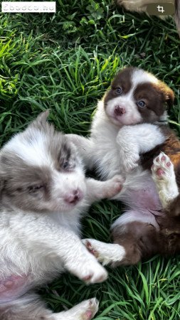 Nagyon bájos Border Collie 06701651550