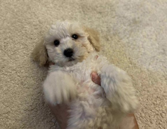 Maltipoo