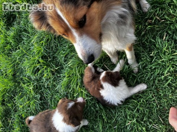 Nagyon bájos Border Collie 06701651550