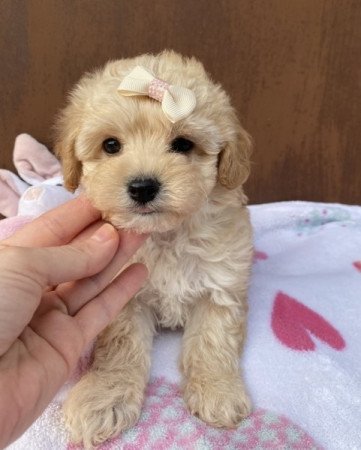 Maltipoo maltipoo uszkar
