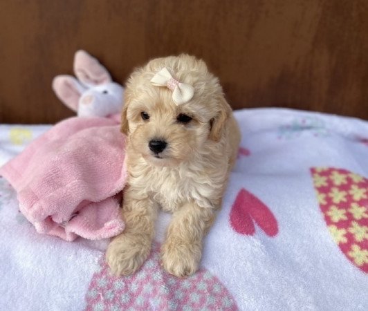 Maltipoo maltipoo uszkar