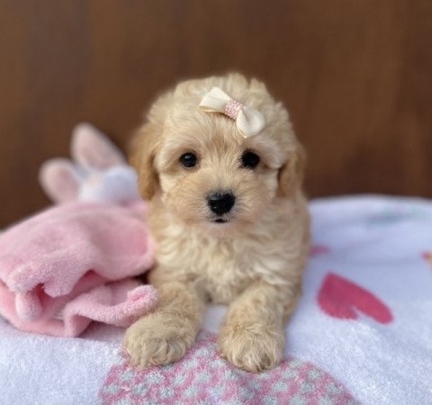 Maltipoo maltipoo uszkar
