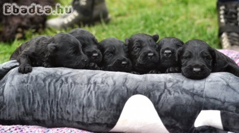 Óriás schnauzer eladó kölykök