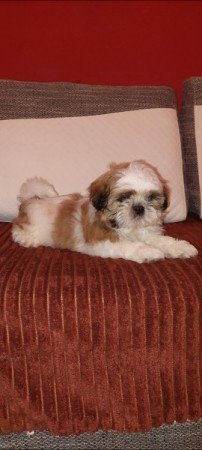 Shih -tzu