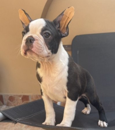 Boston Terrier kiskutya