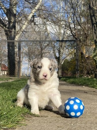 border collie