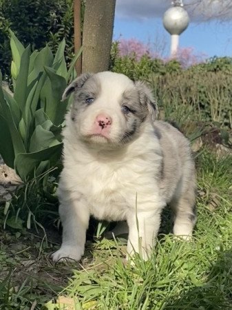 border collie