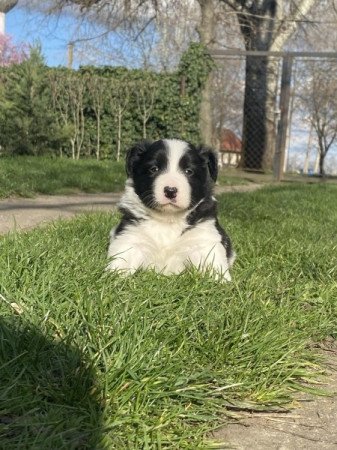 border collie