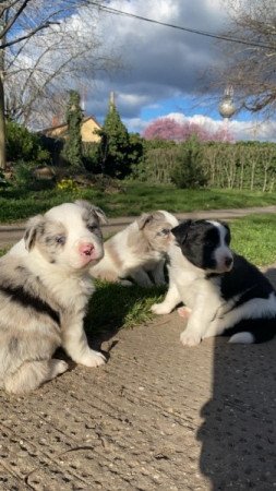 border collie