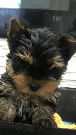 yorkshire terrier